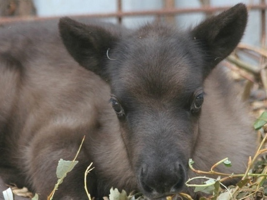 В зоопарке Ижевска посетители стали причиной гибели олененка