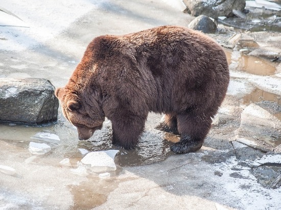 Минприроды предупредило забайкальцев о возможной активности медведей зимой