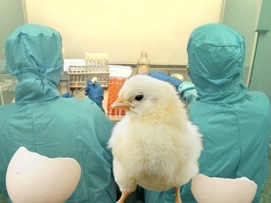 В Тайване нашли лекарство от птичьего гриппа