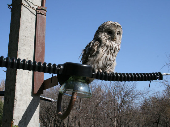 В Хакасии устанавливают на ЛЭП устройства для защиты птиц