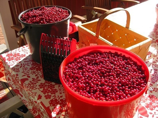 Власти рассчитывают на 40-процентный рост доходов жителей села от сбора ягод