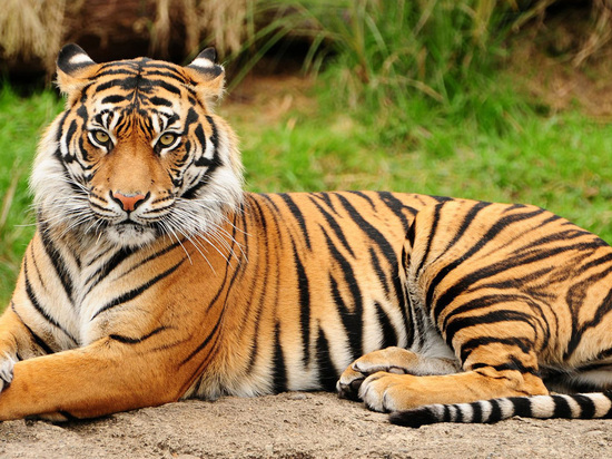В Хабаровском зоосаде отремонтируют вольеры тигров