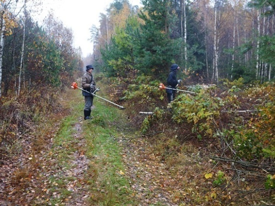 В филиале «Русский лес» МО «Мособллес» ведутся работы по осветлению и прочистке молодых лесных насаждений хвойных пород.
