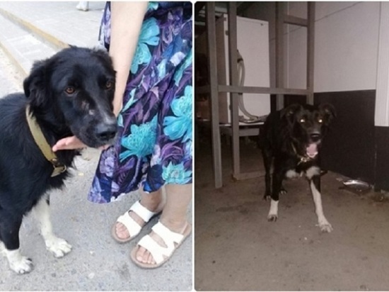Малолетние живодеры жестоко расправились с собакой в Волгограде