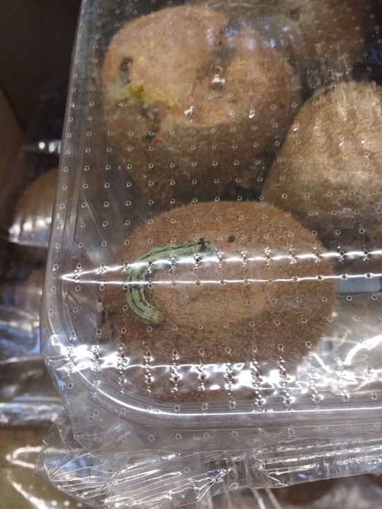 В магазине Нового Уренгоя покупатель приобрел свежую гусеницу и киви