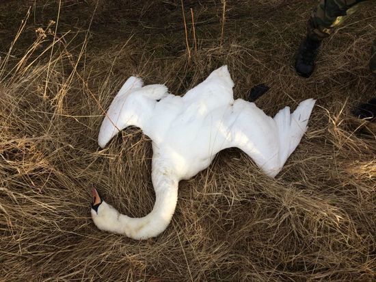 В Башкирии несознательный охотник застрелил лебедя