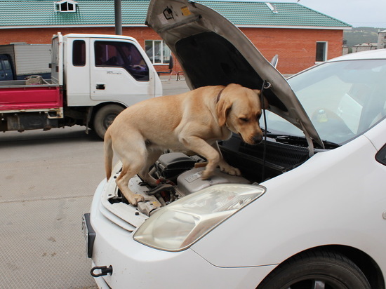 В Бурятии собака нашла у туриста из Монголии более 1 млн.незадекларированных рублей