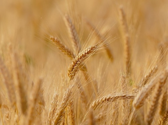 Тюменские аграрии собрали больше 1,5 млн тонн зерна