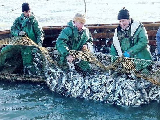 Дагестанские рыбаки завершают год с небывалым уловом