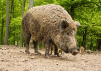 На больных африканской чумой свиней (АЧС) диких кабанов запретят охотиться с помощью собак
