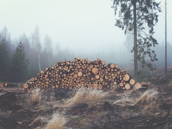 Прокуратура в Забайкалье обязала лесничества обеспечить селян дровами