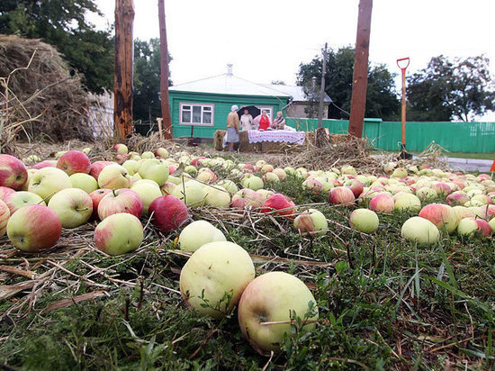 Небывалый урожай яблок в России сдадут на корм свиньям
