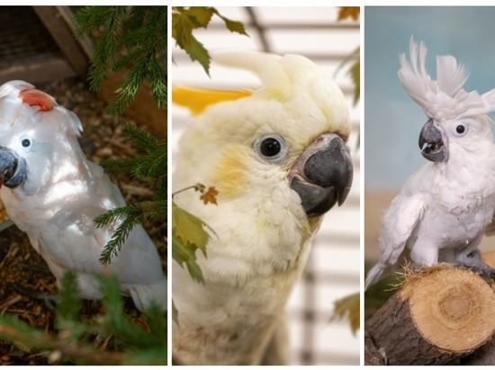 В Новосибирском зоопарке появились птенцы какаду трех видов