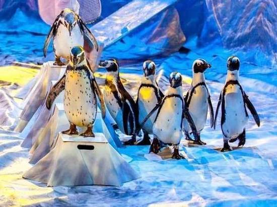 В Ярославле покажут единственное в мире цирковое шоу пингвинов