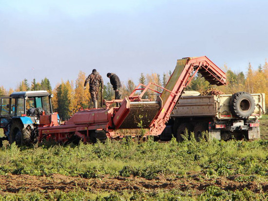 На Ямале урожай картофеля превысил прошлогодний на 50 тонн
