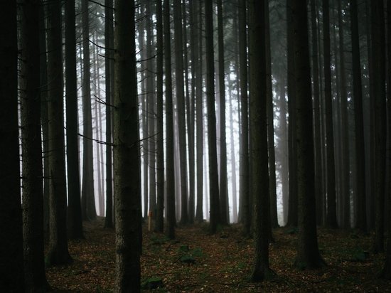 В одном из лесов Хакасии найден труп мужчины, завёрнутый в ковёр