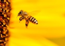 Ученые из Королевского мельбурнского технологического института и Тулузского университета выяснили, что при должной тренировке пчелы способны считать дальше четырех
