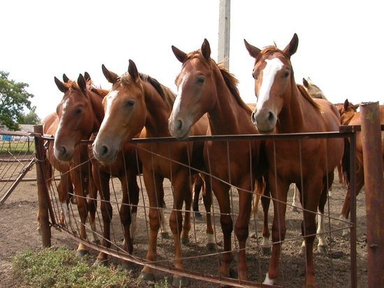 Житель Хакасии купил у мошенницы воображаемых лошадей за 135 тысяч рублей