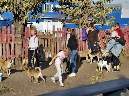 В барнаульском приюте «Ласка» открылся класс по основам собаководства