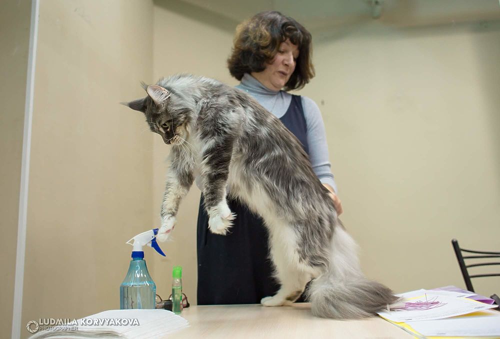 Вот такой милоты, вот такой пухлоты: в Петрозаводске устроили выставку котов
