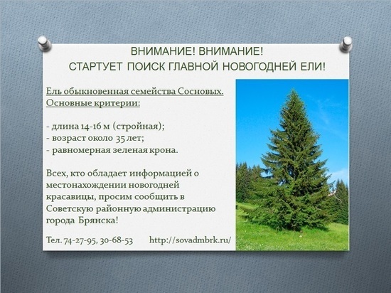 В Брянске объявили в розыск главную новогоднюю елку