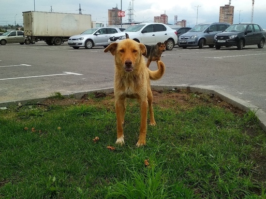 Тульских почтальонов вооружат против собак