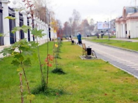 Архангельские чиновники намерены выкопать посаженные людьми на Рябиновой аллее клёны