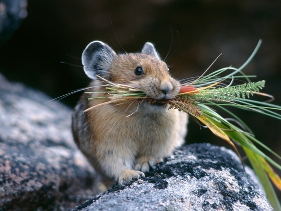 Мышки полевки становятся проблемой для сельских угодий Хакасии