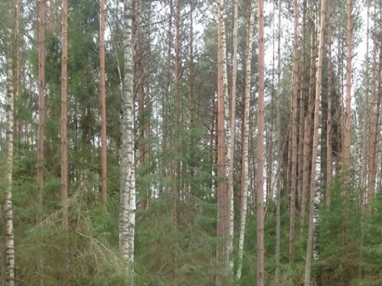 Ярославский департамент охраны окружающей среды и природопользования проводит расследование по факту незаконной свалки близ Туношны