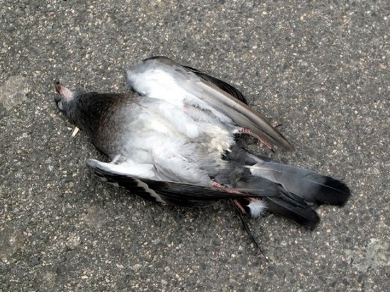 Погибшие птицы обеспокоили жителей Хабаровска