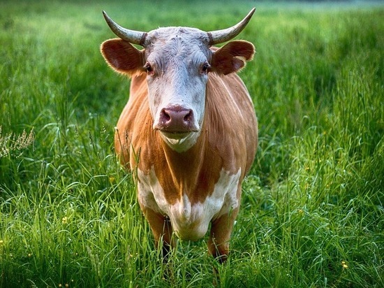 Инвесторы из КНР вложатся в ферму на 2 тыс коров в Забайкальске
