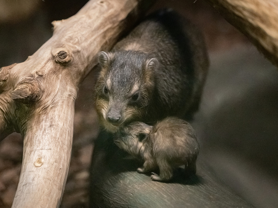В Новосибирском зоопарке внезапно родился капский даман