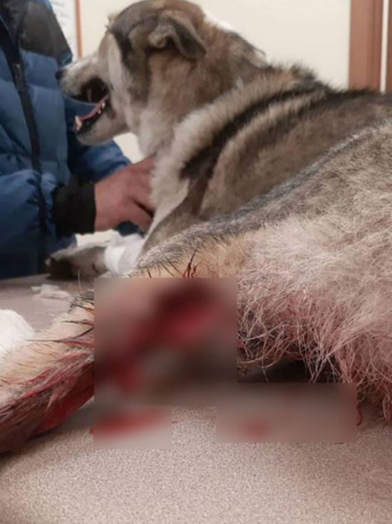 Живодёры в Кузбассе перерезали собаке сухожилия и бросили её