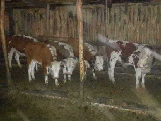 Животные на миллион: в Акбулакском районе мужчина украл скот