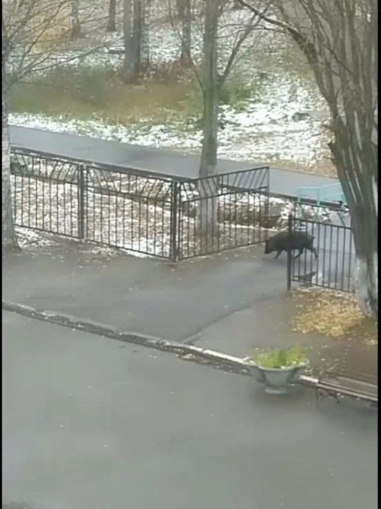 Возле одной из кировских школ ловили поросёнка