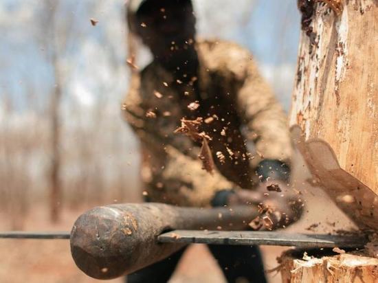 В Ивановской области задержан лесоруб-браконьер
