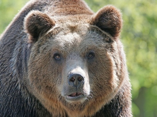  Одного из медведей, пугавших жителей Чупы, застрелили