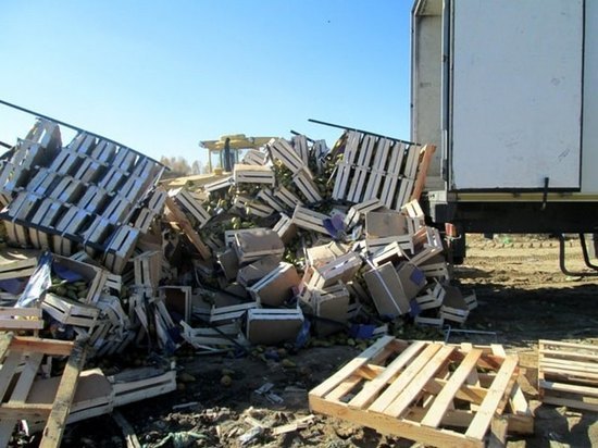 В Брянской области уничтожили более 19 тонн нелегальных груш