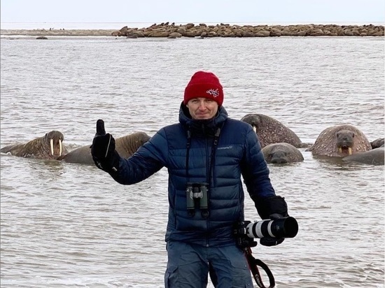 Лежбище моржей на Ямале признали крупнейшим в регионе