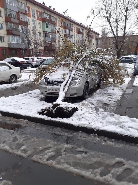 Первый снег обрушил деревья на авто в Бийске