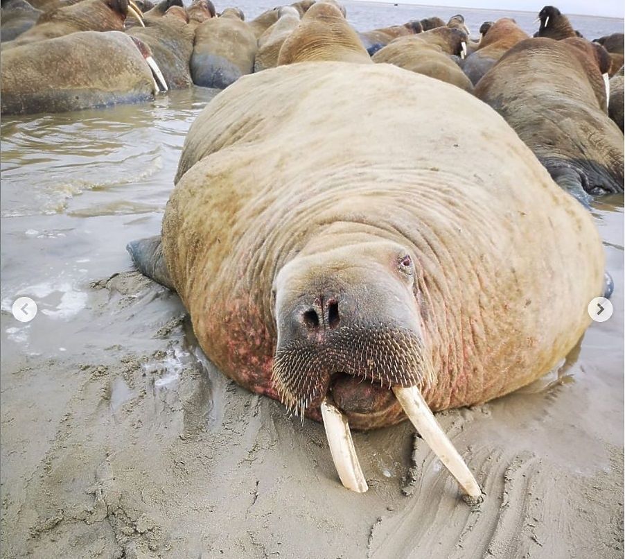 Отдых на побережье: крупнейшее на Ямале лежбище моржей – фото