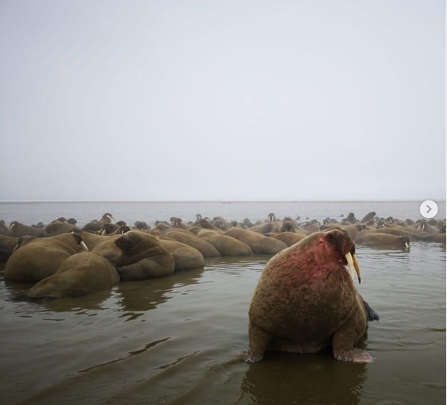 Отдых на побережье: крупнейшее на Ямале лежбище моржей – фото