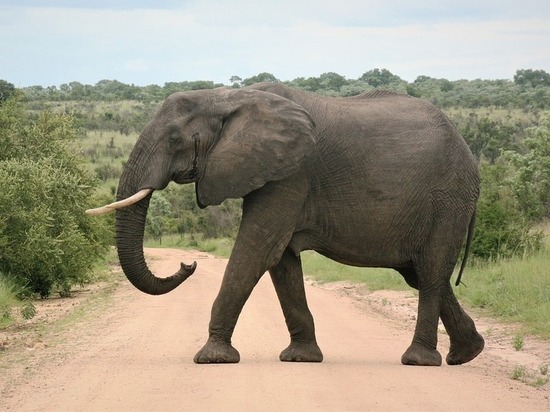 20 октября волгоградцы увидели слона на улицах города