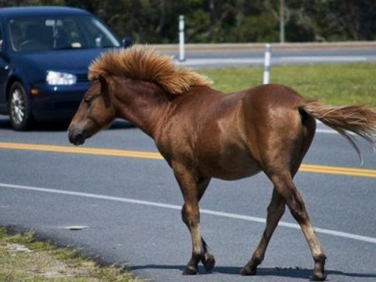 Лошадь выбежала под колеса иномарки на трассе в Забайкалье