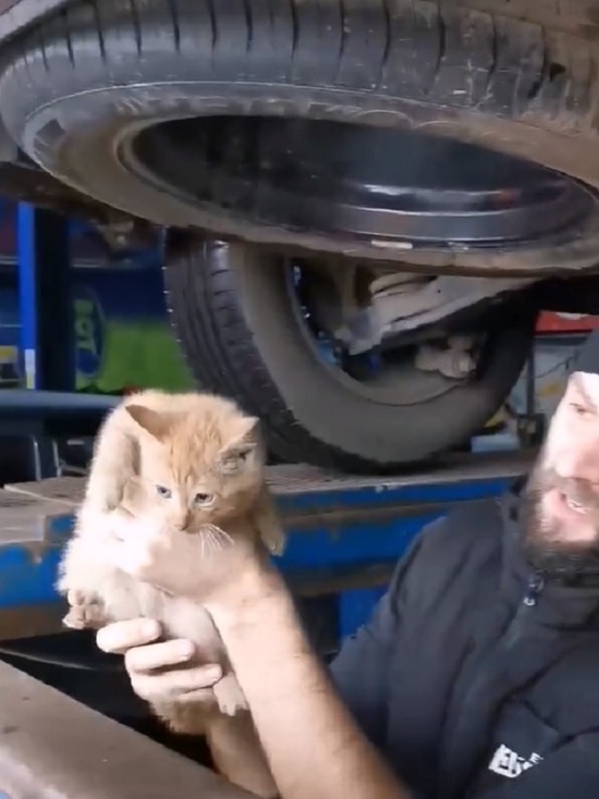 Ярославские автомеханики вынули из двигателя живого котенка
