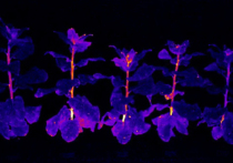 Специалисты, представляющие Институт биоорганической химии РАН, вывели генетически модифицированное растение, способные светиться в темноте без облучения ультрафиолетом или добавление каких-либо веществ
