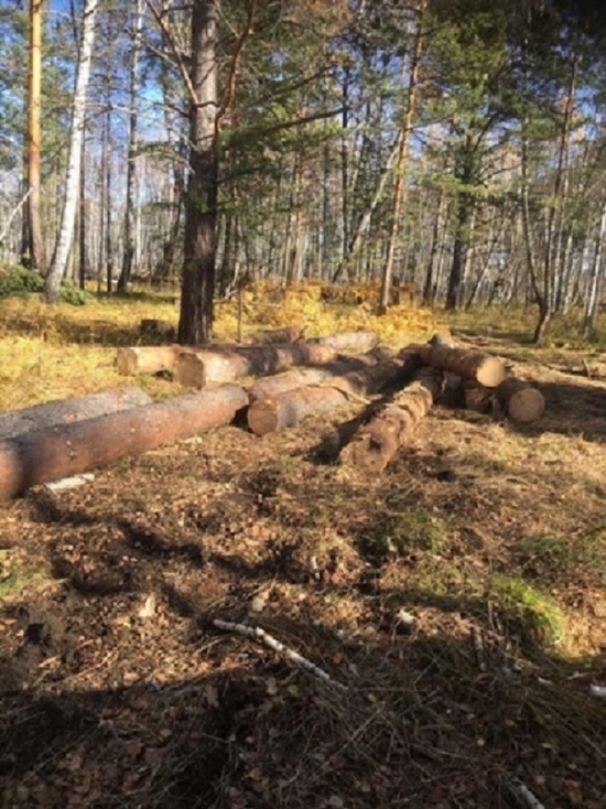 Два красноярца вырубили хвойные деревья на 11 млн рублей