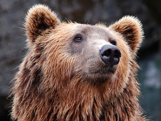 На Камчатке медведь убил гражданского служащего Тихоокеанского флота