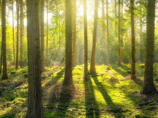 В Тверской области хотят посадить 100 тысяч гектаров леса