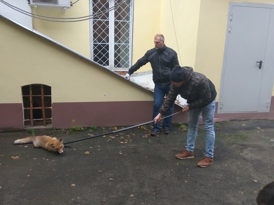  Лису поймали в нижегородском кремле 22 октября